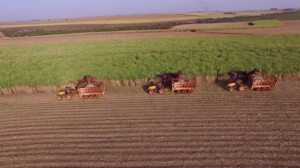 Plantation Hasvest Canne Sucre Avec Trois Machines Vue Aérienne — Video