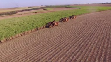 Şeker kamışının üç makine görünümlü tarlası var.