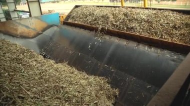 Şeker kamışı endüstrideki üretim hattına girdi