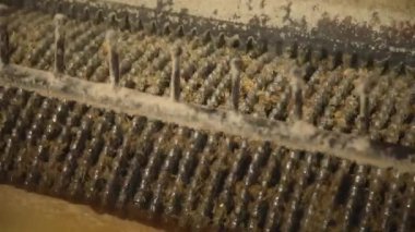 Değirmen işleme şeker kamışı endüstrisi