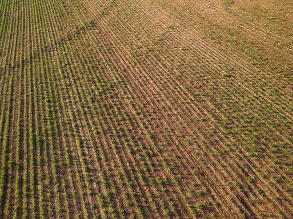 サトウキビ畑の夕日トップダウンビュー空中 — ストック写真