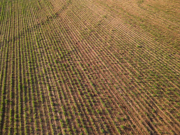 Plantación Caña Azúcar Granja Puesta Del Sol Vista Aérea —  Fotos de Stock