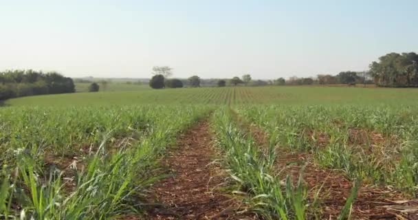 Caña Azúcar Plantación Granja Puesta Del Sol Usine Fondo Enfoque — Vídeos de Stock