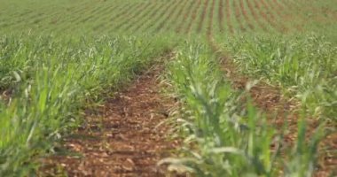 Şeker kamışı çiftliği günbatımı kullanım arka planda seçici odak