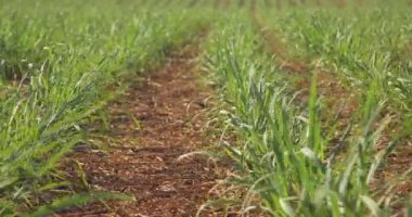 Şeker kamışı çiftliği günbatımı kullanım arka planda seçici odak