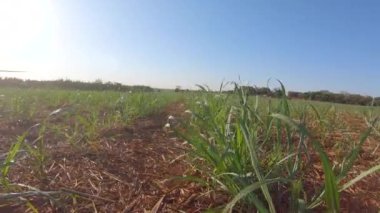 Şeker kamışı çiftliği günbatımı kullanım arka planda seçici odak