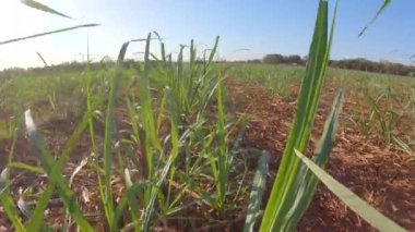 Şeker kamışı çiftliği günbatımı kullanım arka planda seçici odak