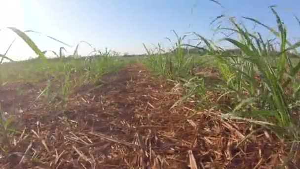 甘蔗种植园落日利用背景选择焦点 — 图库视频影像