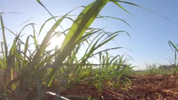 Сахарный Тростник Плантации Фермы Usine Заката Фоновом Выборочном Фокусе — стоковое видео