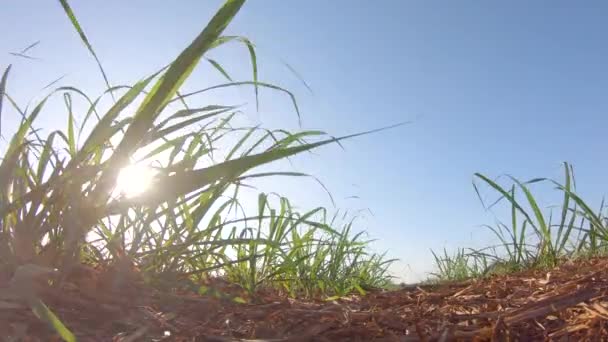 Plantação Cana Açúcar Fazenda Pôr Sol Usine Foco Seletivo Fundo — Vídeo de Stock