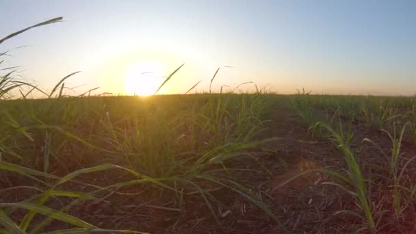 Caña Azúcar Plantación Granja Puesta Del Sol Usine Fondo Enfoque — Vídeos de Stock