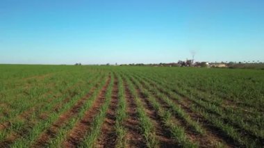 Şeker kamışı çiftliği günbatımı kullanım arka planda seçici odak