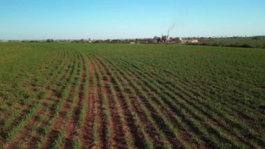 Şeker kamışı çiftliği günbatımı kullanım arka planda seçici odak