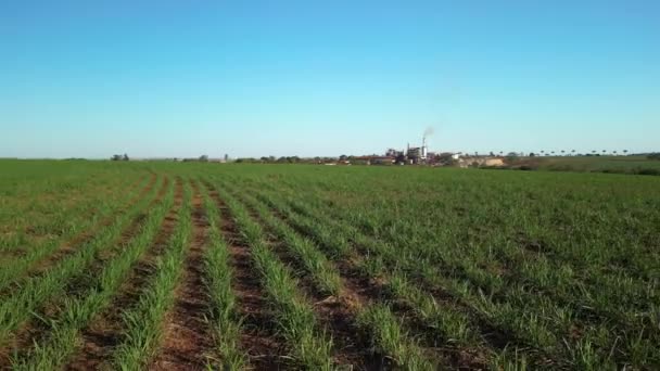 Caña Azúcar Plantación Granja Puesta Del Sol Usine Fondo Enfoque — Vídeo de stock