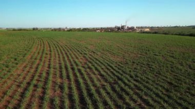 Şeker kamışı çiftliği günbatımı kullanım arka planda seçici odak