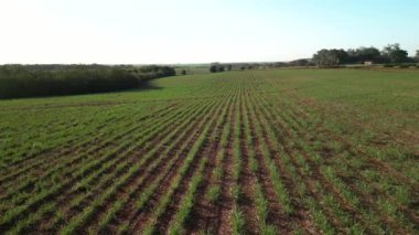 Şeker kamışı çiftliği günbatımı kullanım arka planda seçici odak