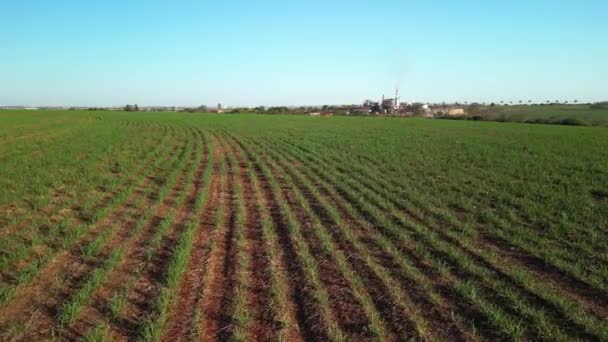 Zuckerrohrplantage Farm Sonnenuntergang Usine Hintergrund Selektive Fokus — Stockvideo