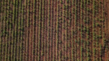 Şeker kamışı çiftliği günbatımı kullanım arka planda seçici odak