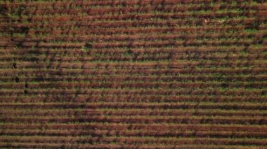 Şeker kamışı çiftliği günbatımı kullanım arka planda seçici odak