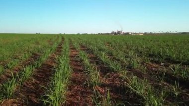 Şeker kamışı çiftliği günbatımı kullanım arka planda seçici odak