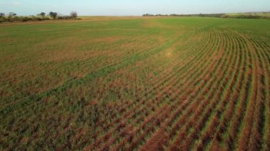 Şeker kamışı çiftliği günbatımı kullanım arka planda seçici odak