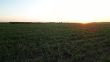 Şeker kamışı çiftliği günbatımı kullanım arka planda seçici odak