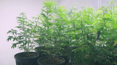 Kenevir tarlasında marihuana üretiminde esrar bitkileri