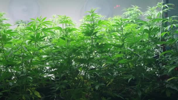 Cannabis växter i en hampa gård marijuana produktion — Stockvideo