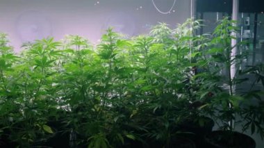 Marihuana üretimi için özel bir serada kenevir bitkisi. Ganja 