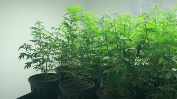 Hanfpflanzen in einem speziellen Gewächshaus für die Produktion von Marihuana. Ganja — Stockvideo