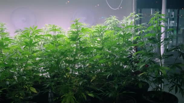 Plantas de cáñamo en un invernadero especial para la producción de marihuana. Ganja — Vídeos de Stock