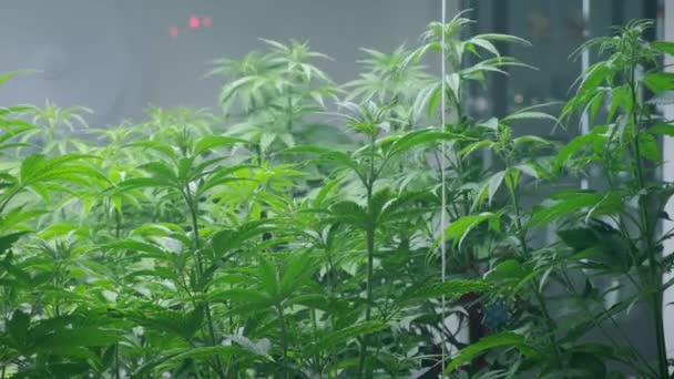 Plantas de cáñamo en un invernadero especial para la producción de marihuana. Ganja — Vídeos de Stock