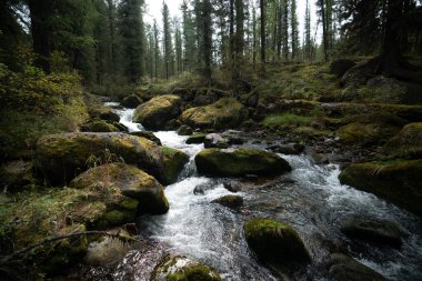 Yosun taşları ve eski sedir ağaçları ile karanlık bir taiga ormanında geniş açılı bir dere görüntüsü; eski bir kozalaklı Tayga ormanı ve ortasında soğuk bir dağ suyu akıntısı ile doğanın bir manzarası