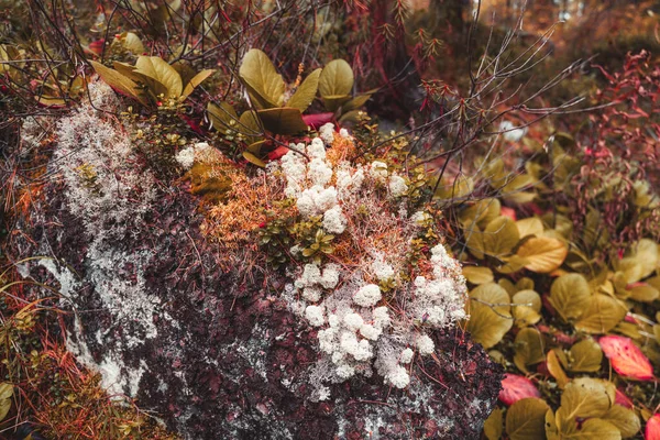 カラフルで絵のように美しい植生に覆われた深い針葉樹のタイガの森の中のスナック キノコ 白いものを含むさまざまな種類の苔 リンゴンベリーの茂み および 革のベルジェニア — ストック写真