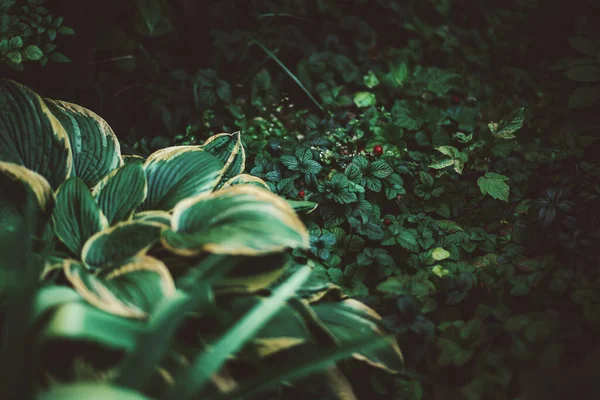 Tmavý Útulný Zahradní Kout Zelenými Houštinami Jahod Rostliny Aglaonema Nalevo — Stock fotografie