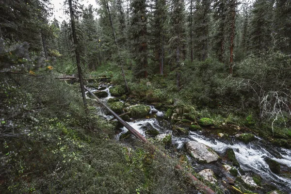 杉やカラマツなどの針葉樹の緑に覆われた深いタイガの森 苔むした石の真ん中に速い山の小川 上流に小さなダム 水発生器用の金属パイプ — ストック写真