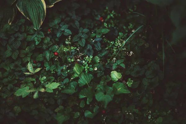 Een Gezellige Donkere Tuin Hoek Met Groene Struiken Van Aardbeien — Stockfoto
