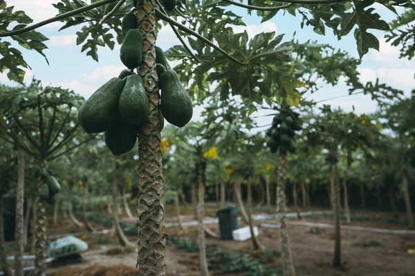 Planda Sallanan Olgun Meyvelerle Dolu Bir Papaya Ağacının Yakın Plan — Stok fotoğraf