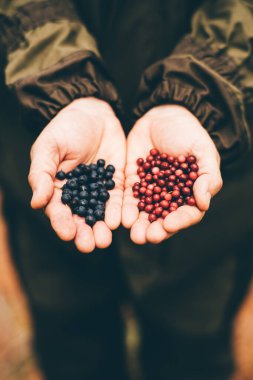 İki elinde de orman böğürtlenleri olan kamuflaj tulumlu bir ormancı ya da çiftçi. Tilki üzümü ve yabanmersini. Mavi bataklık yaban mersini ve kırmızı inek üzümü taşıyan bir kadın orman bekçisinin dikey görüntüsü.