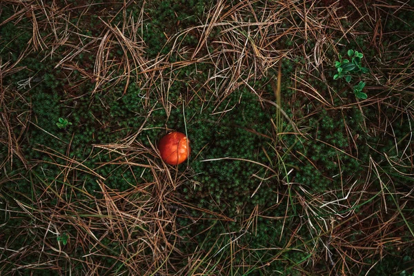 乾燥した針葉樹の針で囲まれたフライアガリのトップビュー 緑の苔 黄色と緑の葉に包まれた赤いキノコ 東タイガの森の真ん中にある野生のルスラ — ストック写真