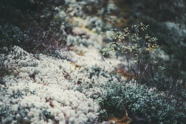 秋の黄色の葉を持つ北極の地衣類苔や低木で覆われた森の表面 白い苔で覆われた北半球の森林土壌 タイガ針葉樹林の苔 低木の角度 — ストック写真
