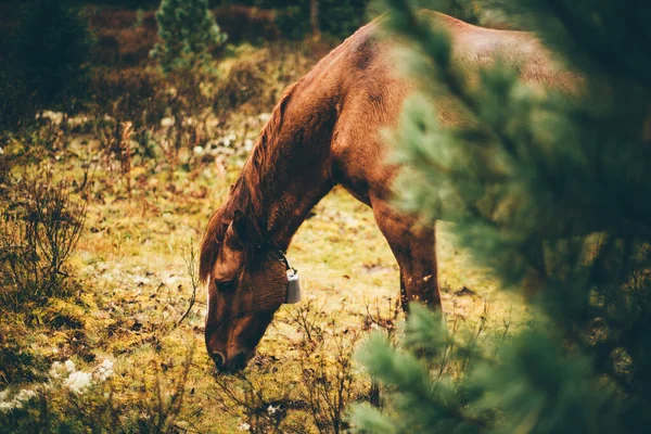 Selektivní Zaměření Hnědého Koně Zvonkem Krku Který Krmí Lese Osamělý — Stock fotografie
