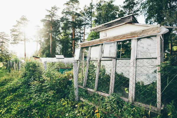 View Garden Overgrown Field Homemade Greenhouses Growing Vegetables Flowers Abandoned — Stock Fotó