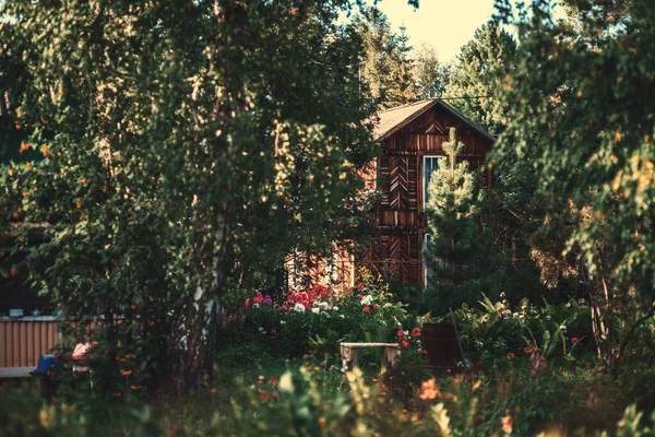 Vue Sur Jardin Ensoleillé Avec Des Arbres Des Buissons Petites — Photo