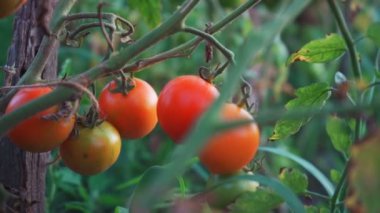 Hobby farm. Growing tomatoes on a farm. Tomatoes without nitrates