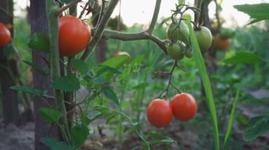 Hobby farm. Growing tomatoes on a farm. Tomatoes without nitrates