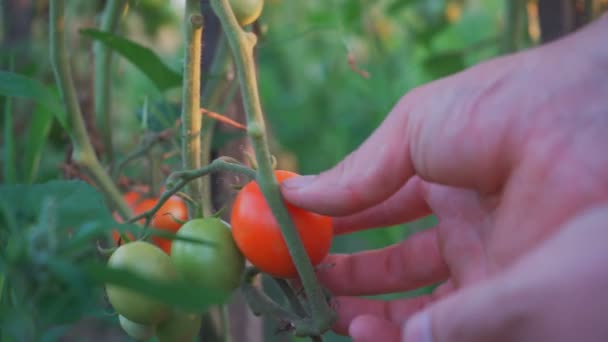 Hobby Farm Growing Tomatoes Farm Tomatoes Nitrates — 비디오