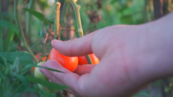 Hobby Farm Growing Tomatoes Farm Tomatoes Nitrates — 图库视频影像