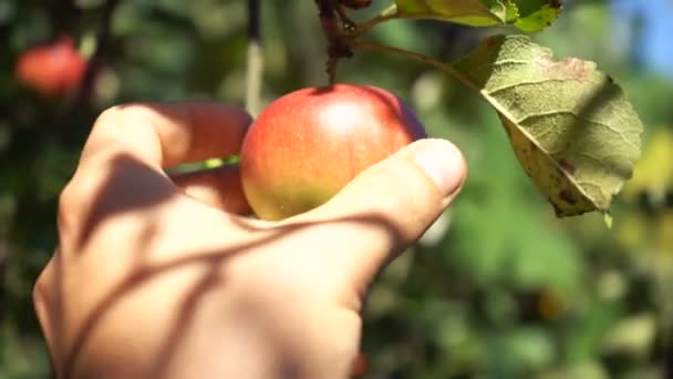 Appelboomgaard Appels Kweken Rijpe Appels Plukken — Stockvideo