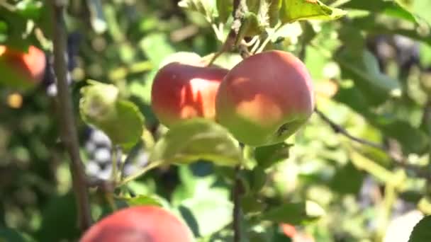 Apfelplantage Äpfel Anbauen Reife Äpfel Pflücken — Stockvideo